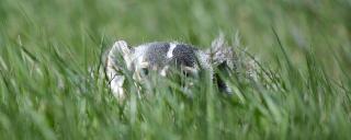 Badger