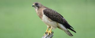 Swainson's Hawk