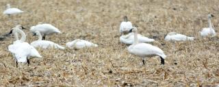 Tundra Swan