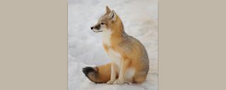 Swift Fox