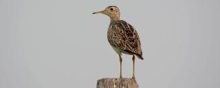 Upland Sandpiper