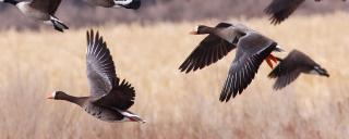 Greater White-fronted Goose