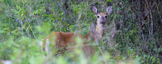 White-tailed Deer