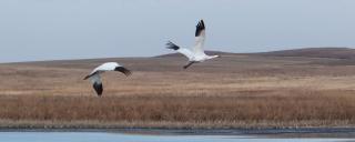 Whooping Crane