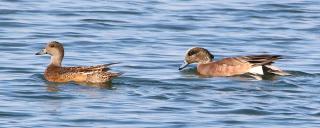 American Wigeons