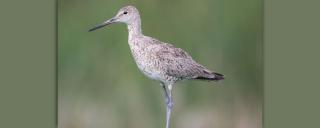 Willet