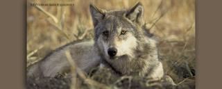 Gray Wolf