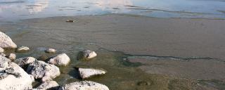 Cyanobacteria (Blue-Green Algae)