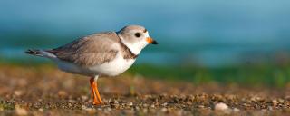 Piping Plover