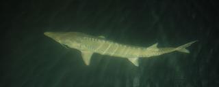 Pallid Sturgeon at Hatchery
