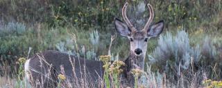 Mule deer