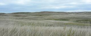 Grasslands
