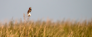 Chestnut-collared Longspur