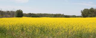 Field of canola