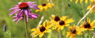 Wildflowers