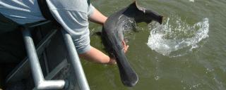 Paddlefish