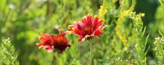 Wildflowers
