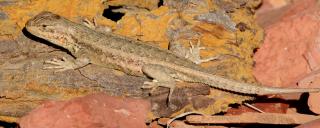 Sagebrush lizard