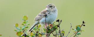 Baird's sparrow