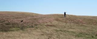 Tamed Grassland