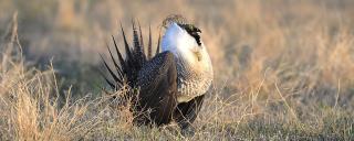 Greater sage grouse male displaying