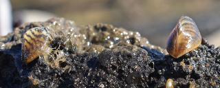 Zebra Mussels in the Red River