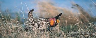 Prairie chicken displaying