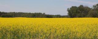 Farm field