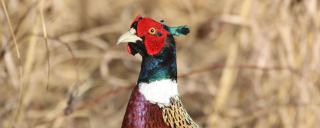 Male pheasant