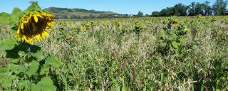 Food plot