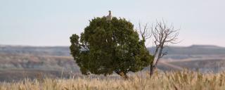 Sharp-tailed grouse in tree