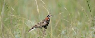 Chestnut-collared Longspur