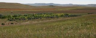 Wooded plot by farm field