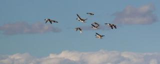 Pintails migrating