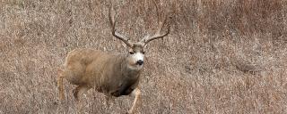 Mule deer buck