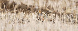 Gray Partridge