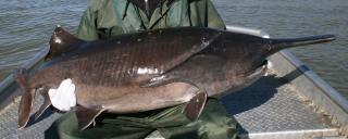 Paddlefish