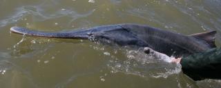 Paddlefish