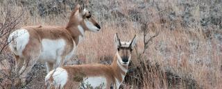 Pronghorn