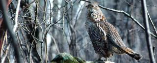 Ruffed Grouse