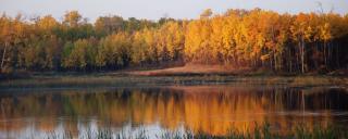 Fall trees reflected in lake