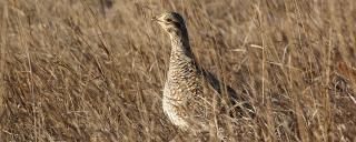 Sharp-tailed Grouse