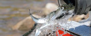 Fish release