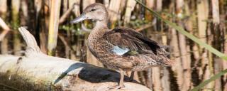 Blue-winged teal