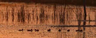 Duck brood feeding in wetland