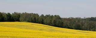 Cropland
