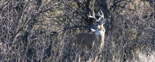 White-tailed buck