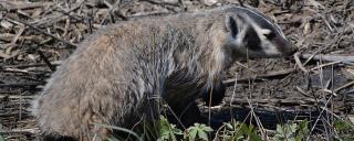 Badger