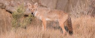 Coyote