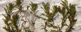 Curly Leaf Pondweed